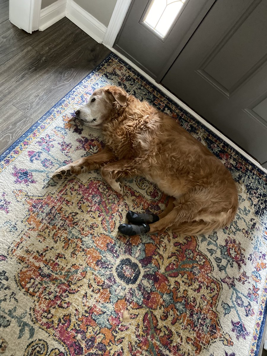 thedog_max's tweet photo. Starting the #weekend early 🙌🏻🙌🏻 https://t.co/d9fS7nptWV