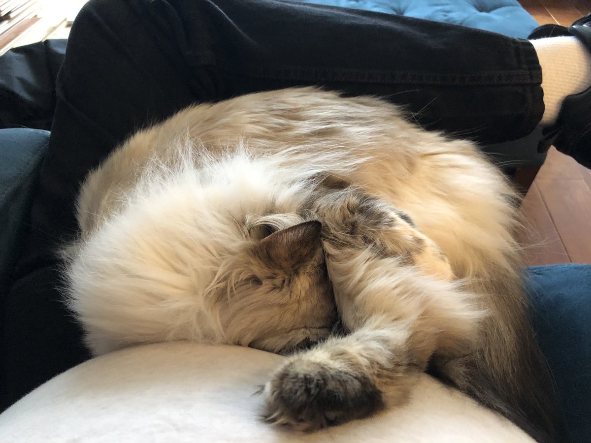 Cat curled up in lap