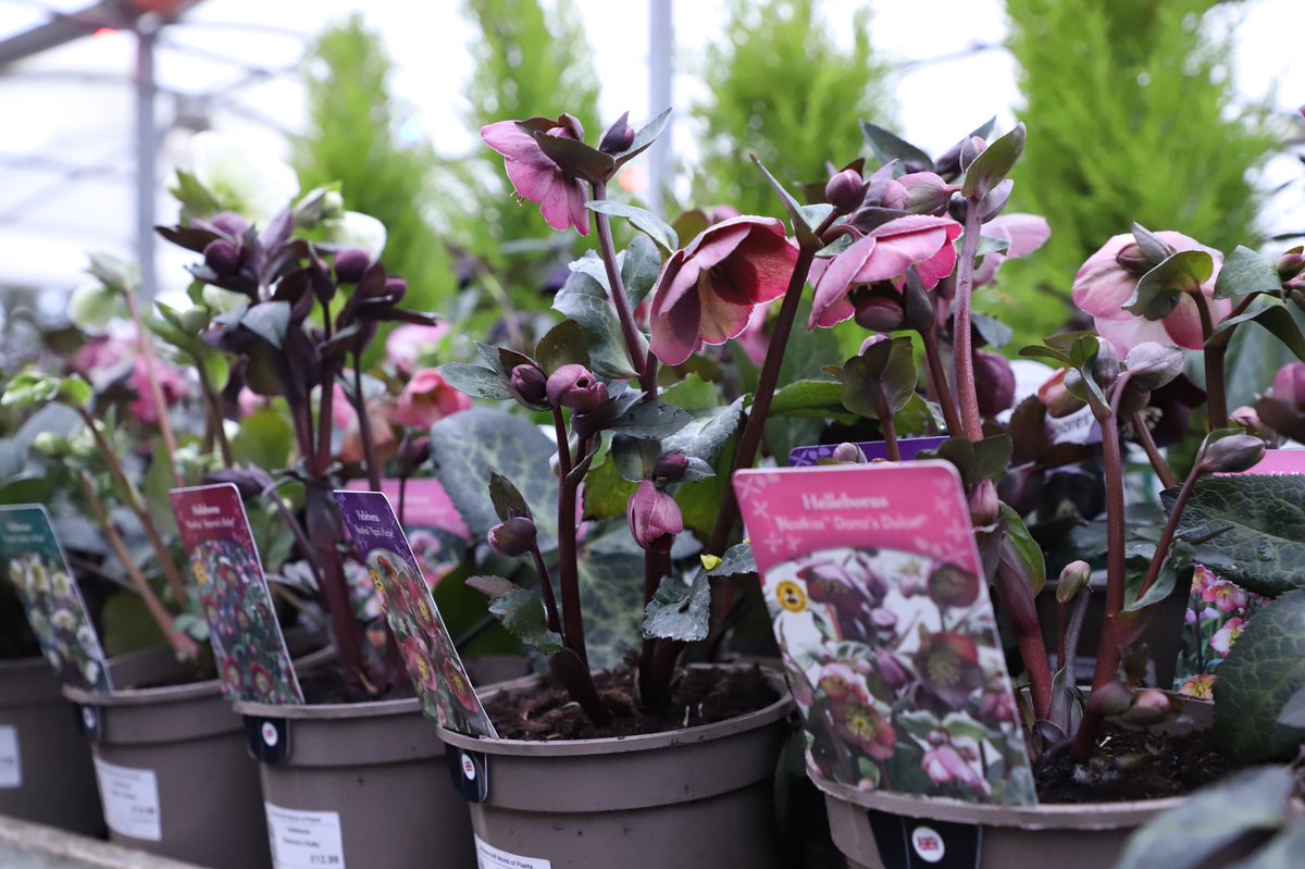 Wolvercroft's tweet photo. Lovely selection of Hellebores newly in stock today! #wolvercroft #gardencentre #alderholt #hellebore #hellebores https://t.co/ZBM2bHqFuR