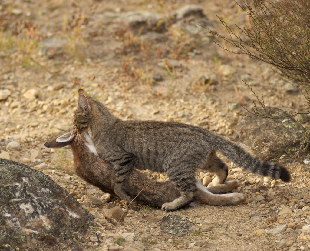 kebabovertoes's tweet image. a problem warrior cats animators have is drawing prey way to small.
*wild* rabbits can be AS big as a full grown cat but in drawings theyre like 👌this tiny
also same for birds
if prey was as small as people b drawing it warriors would have to hunt prey to extinction