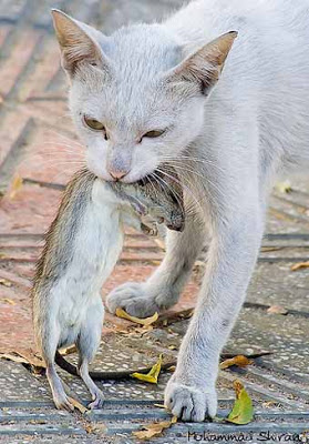 kebabovertoes's tweet image. a problem warrior cats animators have is drawing prey way to small.
*wild* rabbits can be AS big as a full grown cat but in drawings theyre like 👌this tiny
also same for birds
if prey was as small as people b drawing it warriors would have to hunt prey to extinction