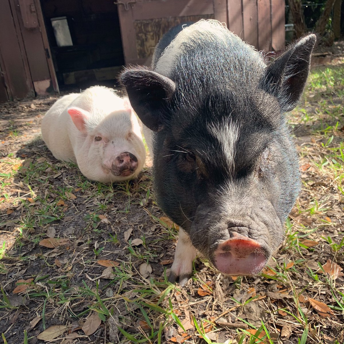 ThunderBoltPigs's tweet photo. Dinner was exactly 2.5 minutes late last night 🐷🐷⚡️ #youhadonejob #yourefired #starving #pigabuse #callingthecops #theybringdonuts https://t.co/gwQ79XuGvG