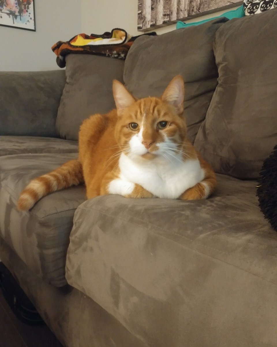 BusyBeeCritSit's tweet photo. Mango found a nice comfy spot

#hiscouchnow #catsitting #catsitterlife #gingercat #orangetabby #guelphcat #catsofinsta #felinefriday #dailycat #petsitting #busybeecrittersitters #guelphbusiness #handsomecat #cat https://t.co/JU4FfNCq8K