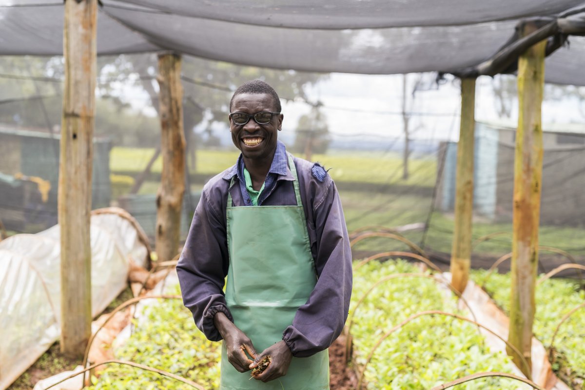 VisionSpring's tweet photo. Meet Jared, a tea expert from Kenya with 21 years of experience in the tea nursery. He works by hand to help the young plants reach maturity. With eyeglasses from VisionSpring’s #ClearVisionWorkplace program, he can see small pests and individual leaves. #SeeToEarn #wellbeing https://t.co/wcmkfMeSn5