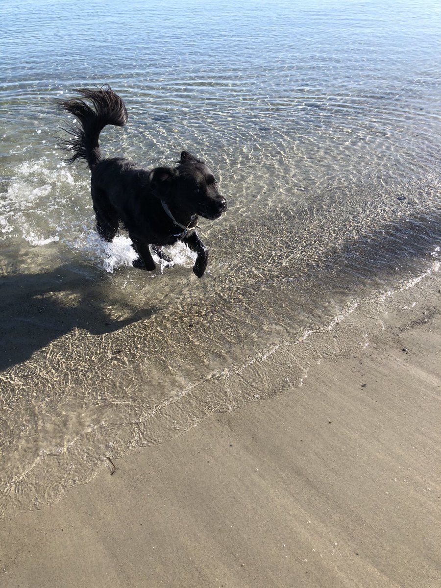 PatCallaghan6's tweet photo. Come on in, the water’s fine! Good luck keeping your tail dry. #SplashDog #SoPo https://t.co/EayiBx1qhq