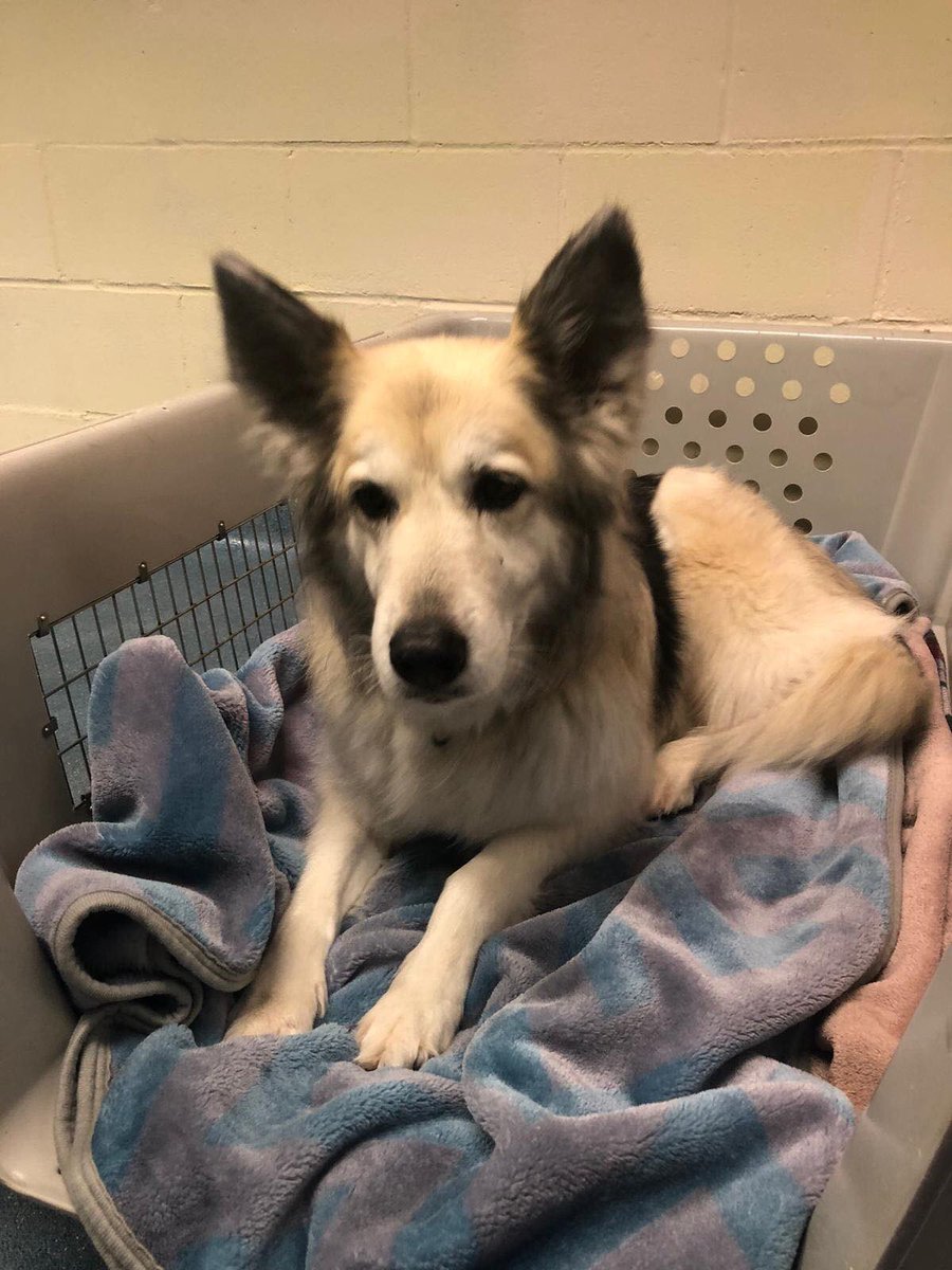 Gorgeous girl Sasha is on her way to Canada. Here she is, chilling out during her transit stop at LGW. Safe onward travels Sasha 🐶🥰👍🏼✈️🇨🇦😊🐾🐾 #4pawspettravel #IPATA #petshipper #petmover #petshipexpert #petshipexperts #pettravelcyprus #petexportcyprus #petimportcyprus #pets
