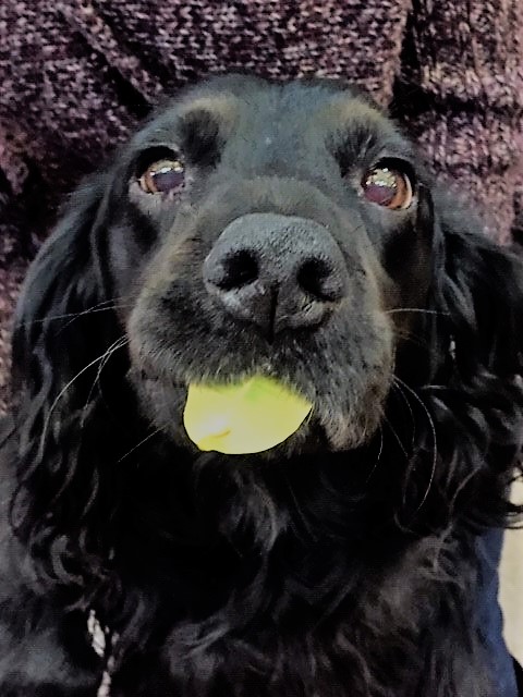 CalvinMarketing's tweet photo. Phew...Bailey is so re'leaf'ed that Veganuary is almost over. #dogsofpr https://t.co/Hm6SYeqVP8