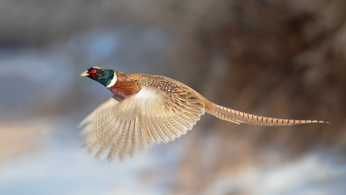 #FlashBackFriday to this amazing capture titled "Golden Hour Rooster". #OutdoorsND #BeNDLegendary

📷: Tom Wirtz, winner of the 2019 Governor's Photo Contest