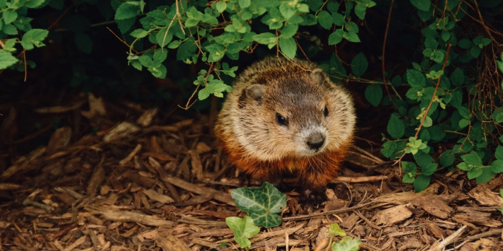 Don’t count on the Groundhog seeing his shadow to bring an early spring. Stay prepared with these cold-weather tips for people with respiratory diseases such as COPD. bit.ly/2UdlOvO #COPD #RespiratoryDisease #GroundhogDay