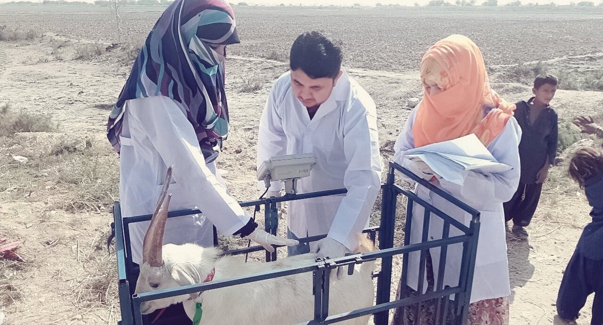 First visit of data collection from district #badin, village #SadiqJat for activity of #Syndromic #health #surveillance in #goats and #sheep.
#Aciar #Melbourne #Sindhlivestock #Sindh #UVAS #aiksaath #Smallholderfarmer