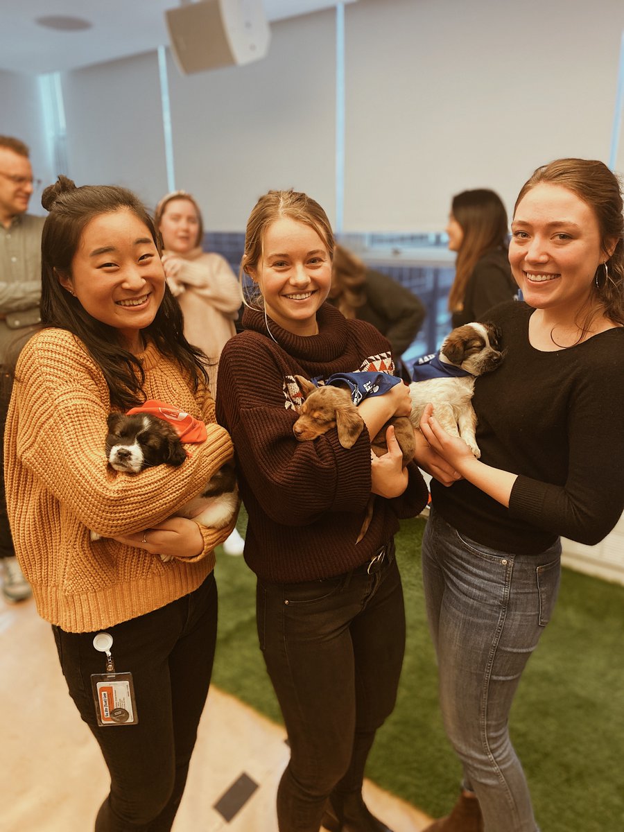 JoinDiscovery's tweet photo. Puppies! At work? Does it get any better? Our @PuppyBowlXVI pals made their celeb appearance at US offices this morning.

Catch #PuppyBowlXVI on @AnimalPlanet at 3pm on #SuperBowl Sunday. In the meantime, catch us playing with these MVPs (most valuable pups) in the boardroom 🐶😭 https://t.co/CR0V9gsQ6R