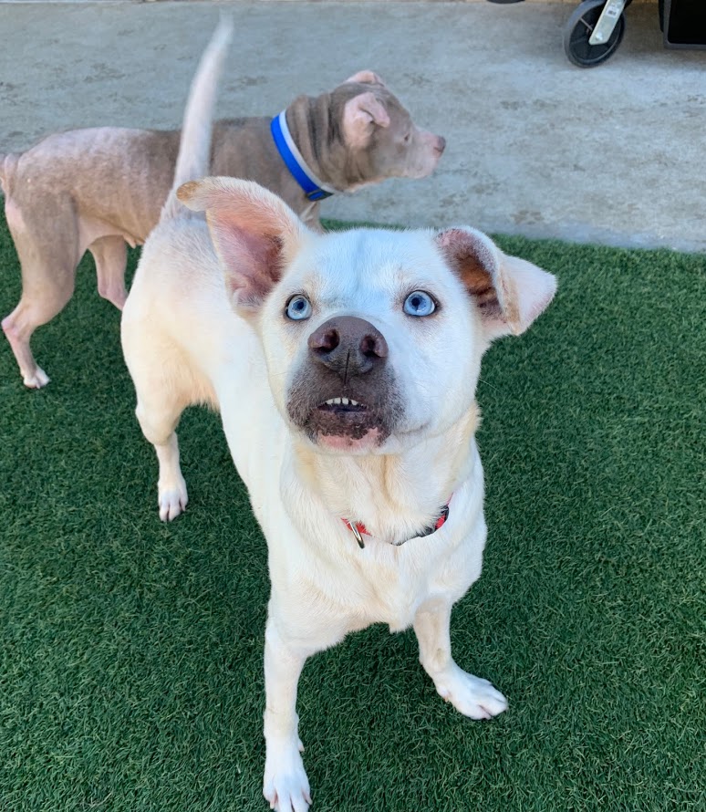 DallasShelter's tweet photo. Put me in coach! Miklo (#A0879457) has his big blue eyes on the prize: a forever home for the Big Game on Sunday! You can adopt Miklo or any other pet at DAS for FREE now through Sunday as part of our #CuddleHuddle Adoption Promotion. See available pets: https://t.co/4tPgHSNvbE https://t.co/AQx6vhAJaq