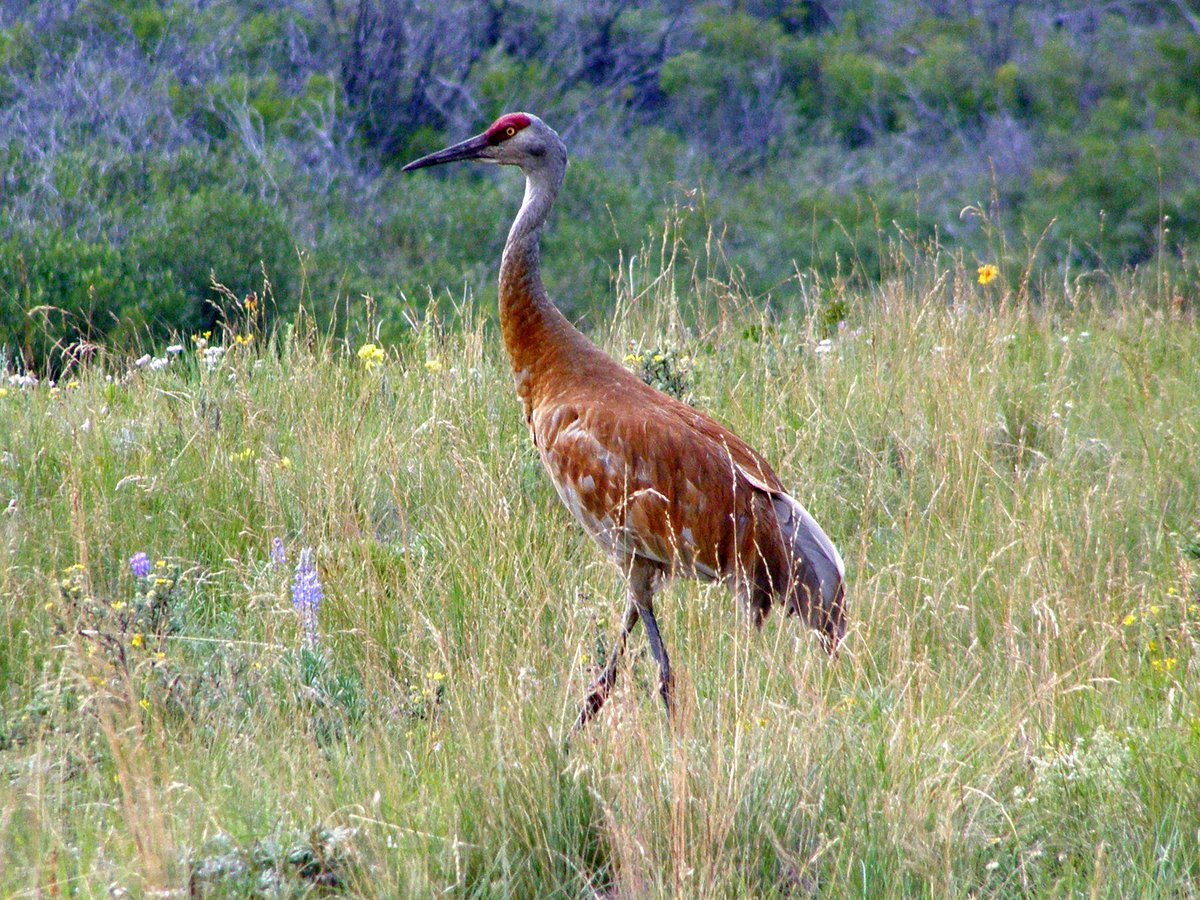ConserveAlberta's tweet photo. Sandhill cranes AKA the rib eye of the sky!

The Federal Government is proposing to open a sandhill crane season in Alberta and allow for Alberta’s waterfowl hunters to harvest more pintails. 

The public consultation period is from Jan 18 to Feb 16 2020 - https://t.co/C1T1R3xZWg https://t.co/xQjzZTJrlG