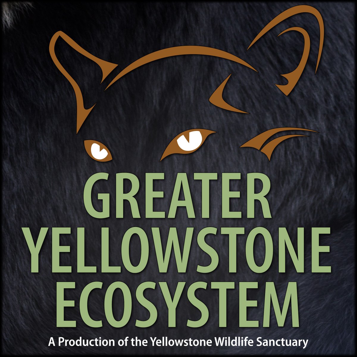 We shed the time restrictions of our "2 Minutes in the Yellowstone Ecosystem" radio spot/podcast and we're spreading our newfound wings into double-digit episode lengths to tell you more about our favorite topics! Check out yellowstoneecosystem.com
