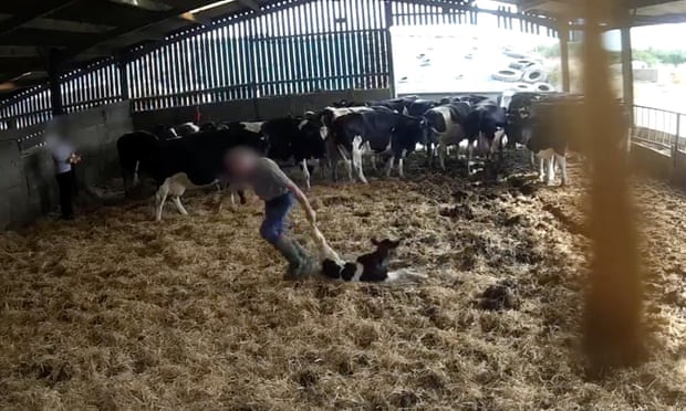 Man drags new-born calf across floor by their leg