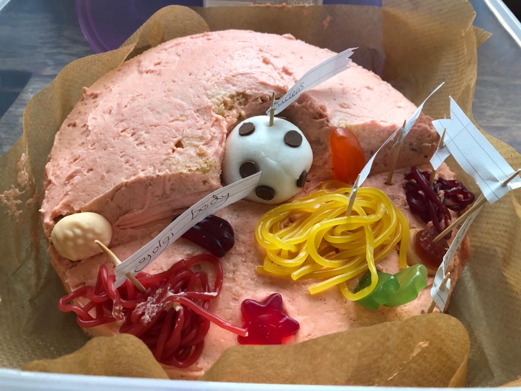 SciHeathfield's tweet photo. Some exCELLent work by year 7 this week. #ediblecells https://t.co/HwCskGwhyR