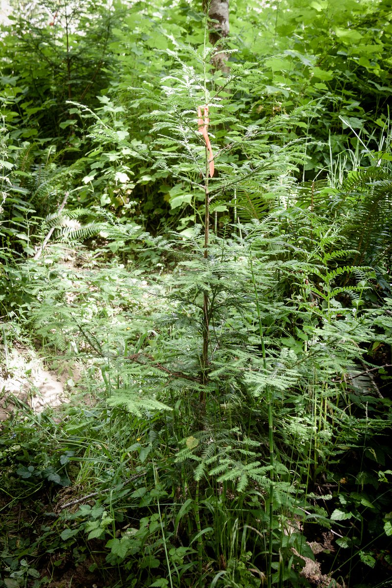 RFFI_ORG's tweet photo. https://t.co/yHznw5mZCF climate action efforts validated by Lawrence Livermore National Laboratory report to State legislature. Sustainable forestry, biochar production/use, plus #CatchingCarbon  activities=verified methods for achieving carbon neutrality. https://t.co/oAKGvV95gv https://t.co/W0Aj5aBbue