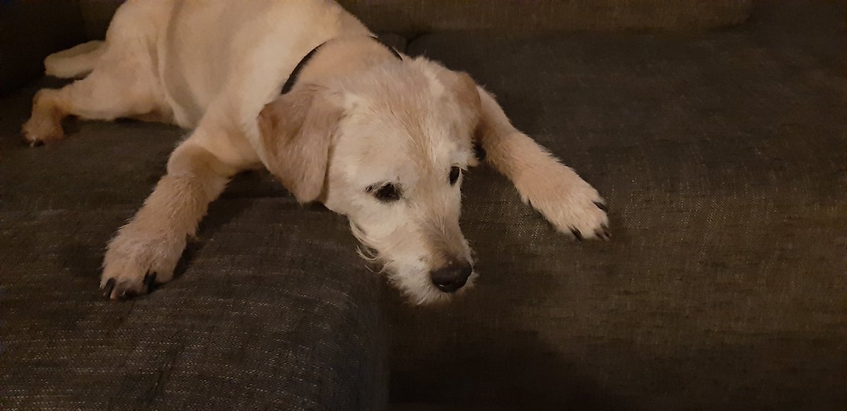 HondHarrie's tweet photo. Er is iets bijzonders morgen, maar wat? #geintje https://t.co/IShWa36Bi4