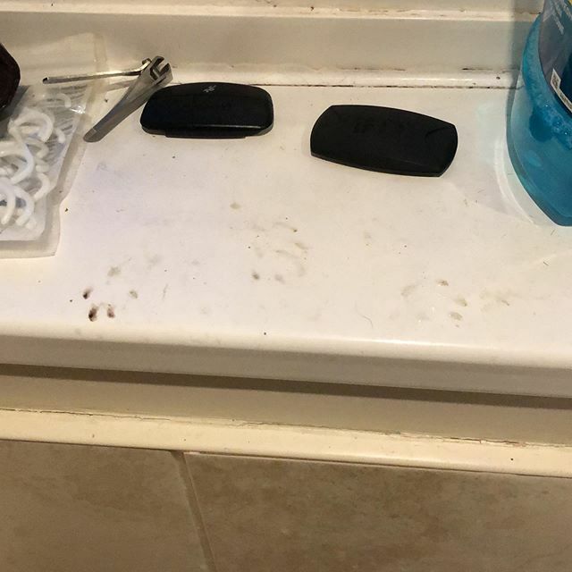 spanielhunter's tweet image. Looks like we had a 🐈 burglar! #pawprints #kittycat #cat #catburglar #burglar ift.tt/2Ugrq8r