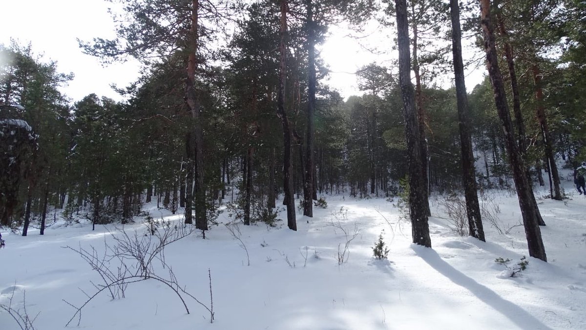 Trofeo Quijotes tweet media