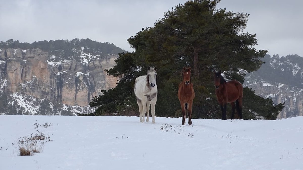 Trofeo Quijotes tweet media