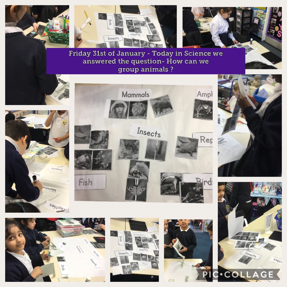 BCPS2G's tweet photo. Today in Science we answered the question- How can we group animas? @BCPSDeputy https://t.co/YeLjPoPGZd
