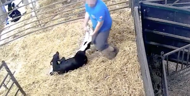 Man dragging distressed calf by their legs