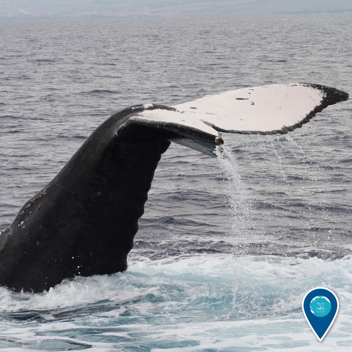 A humpback whale tail above the water