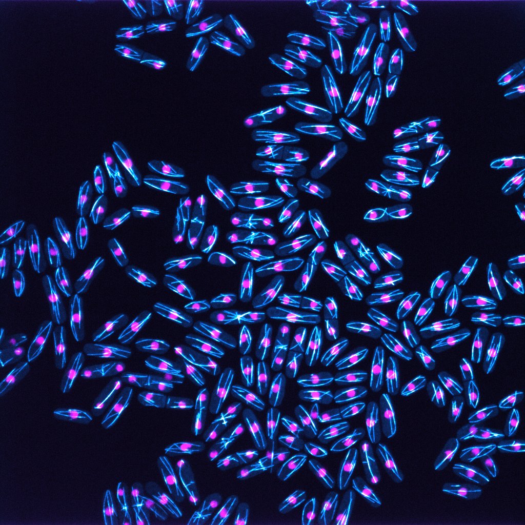 A microscope field of Schizosaccharomyces pombe cells with microtubules labeled in cyan and nuclei in magenta. Nuclei are round circles in the center of each cell, microtubules appear as several long lines in interphase cells, or as one bright line dividing nuclei in mitosis.