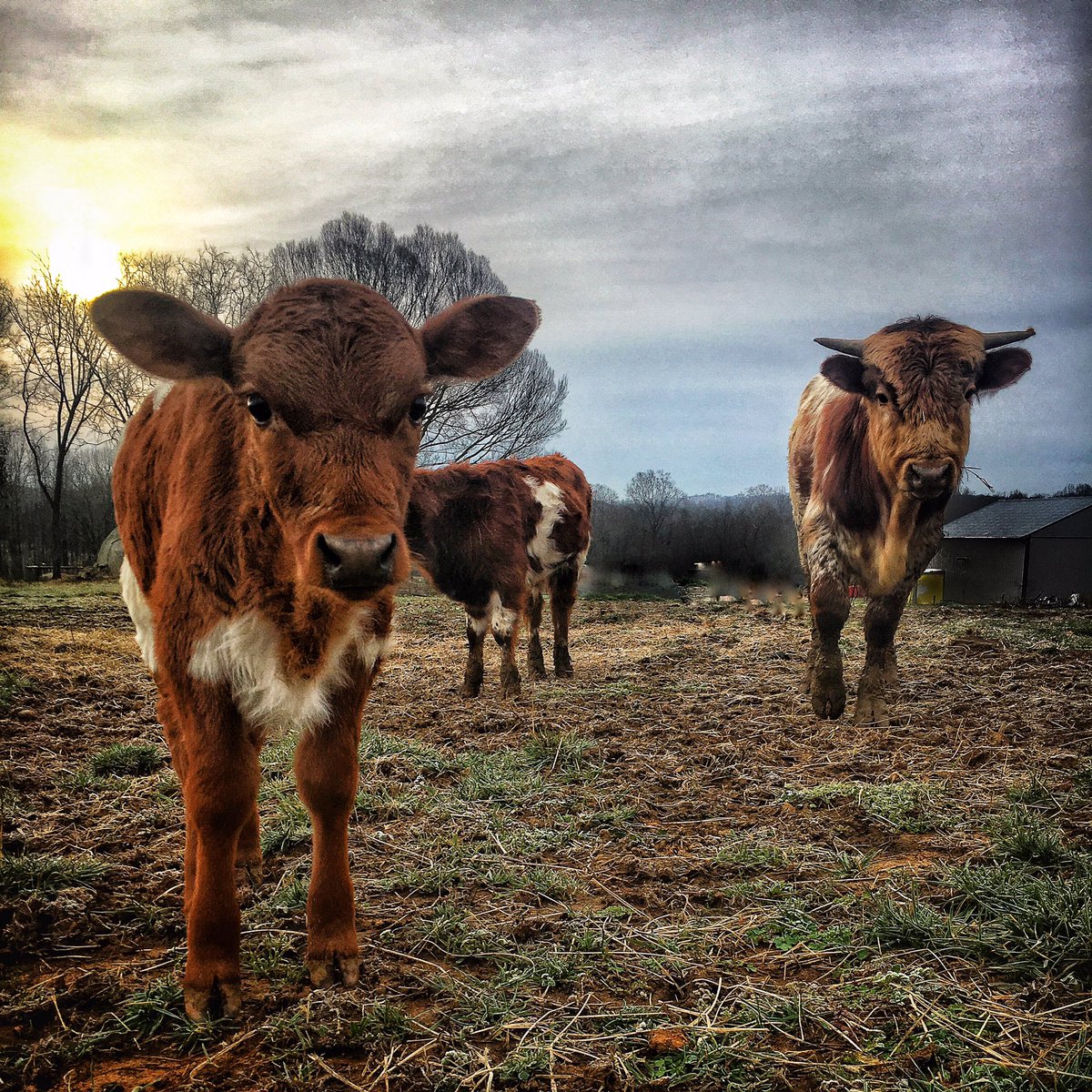 You can help us spread the word about this endangered breed by retweeting our posts.

Pineywoods Cattle are one of 21 cattle breeds identified as endangered by @livestockconservancy 

pineywoodscattlefoundation.org

#conservation #RETWEEETME #pineywoodscattle #farming #Endangered