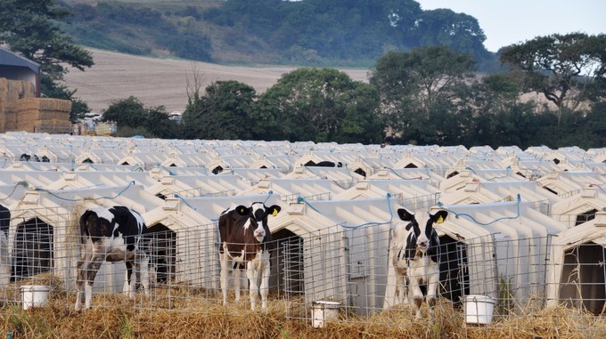Rows of white hutches filled with overgrown calves