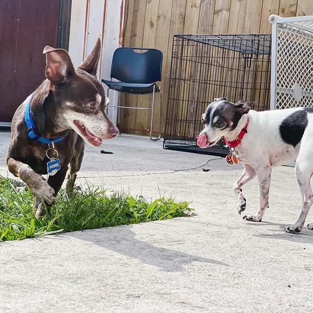 DogSittingMiami's tweet photo. New friend 🐾
#Chihuahua mix
..
#DogsAreCool #CanineCool #DogsofTwitter #DogsofInstagram #Dogs #AdoptDontShop #dog #DogsOfInstaworld #doggo #dogBoarding #dogDaycare #animals #pup #pups #pet #pets #Miami #dogstagram #dogoftheday #instadog #dogsitting #doglovers #Dogs #MiamiDog… https://t.co/CEm2ckBTZQ