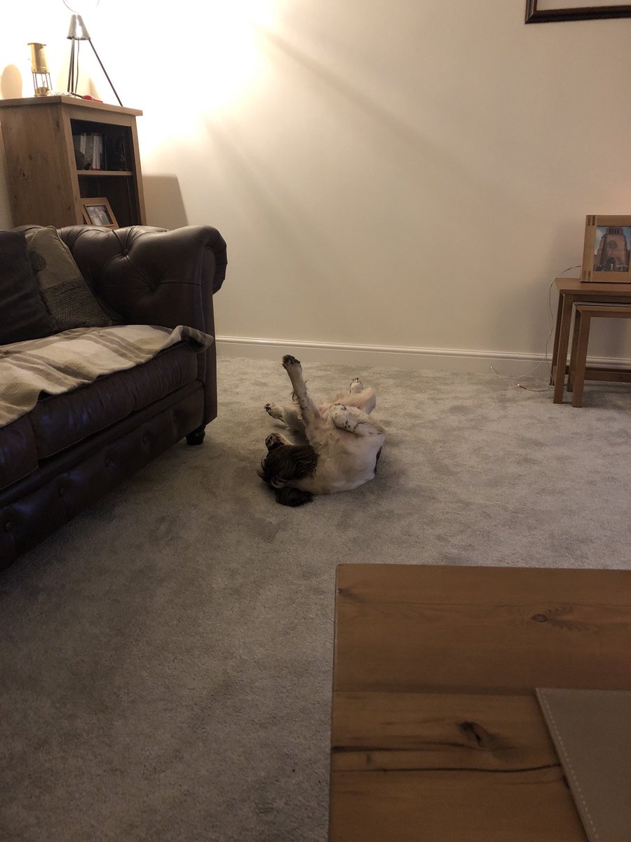 emmaspellmanOT's tweet photo. #putyourhandsupfordetriot oh he so cool #lovespringers long day much rain weary limbs we go sleeps soon #goodnighttwitter https://t.co/xVZlj4FDI2