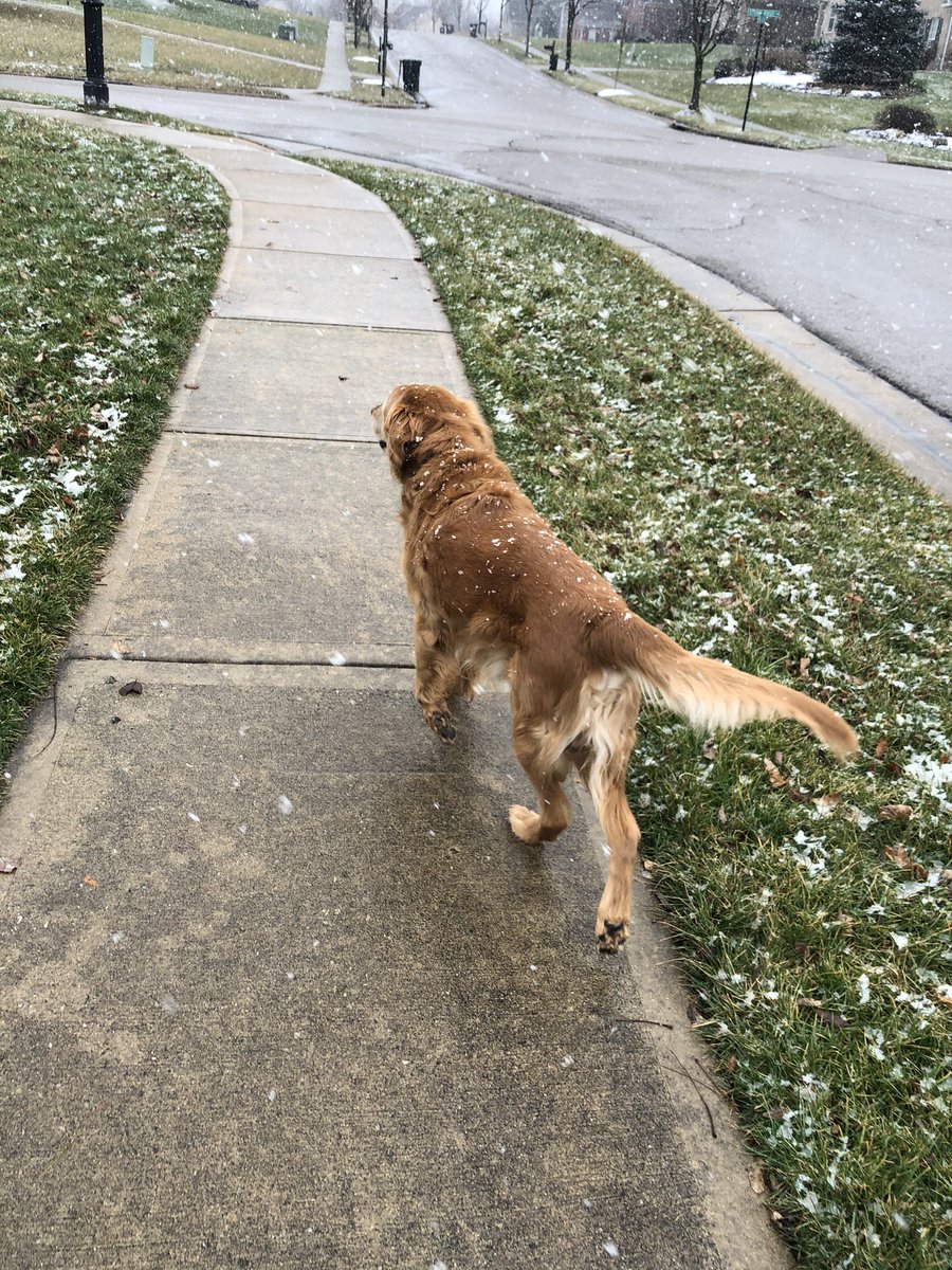 TourdeShadow's tweet photo. Pretty little jaunt to the bus stop this afternoon! #snowflurries #FinallyOhio #fluffytailfriday #GRC #Shadtadtic #TheGreeter https://t.co/FwcG9HscTj