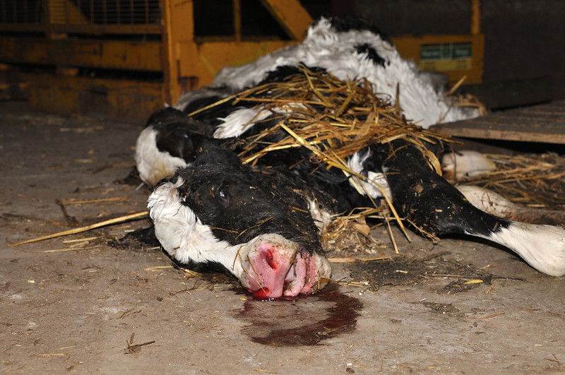 Dead calf on concrete floor