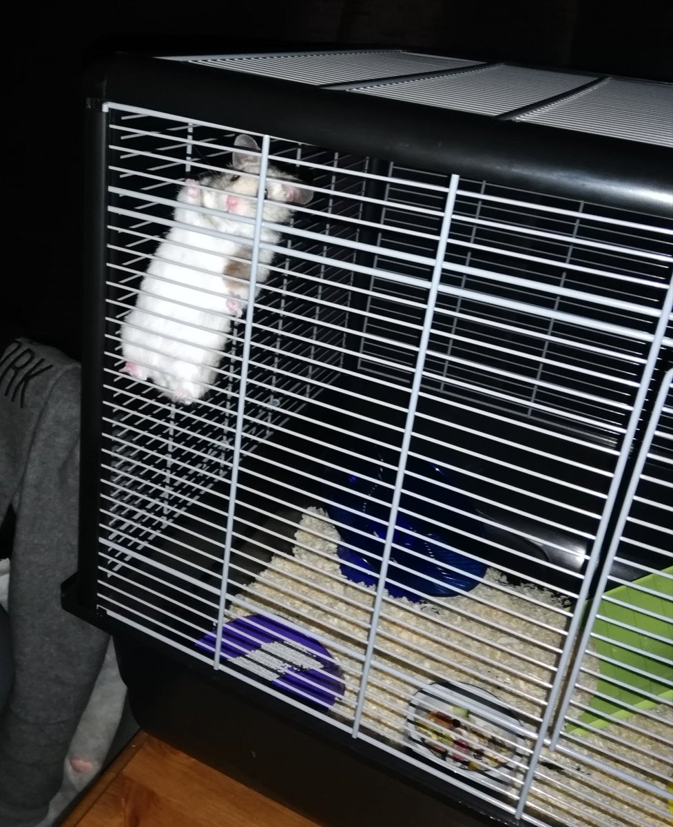 hamster climbing cage and falling
