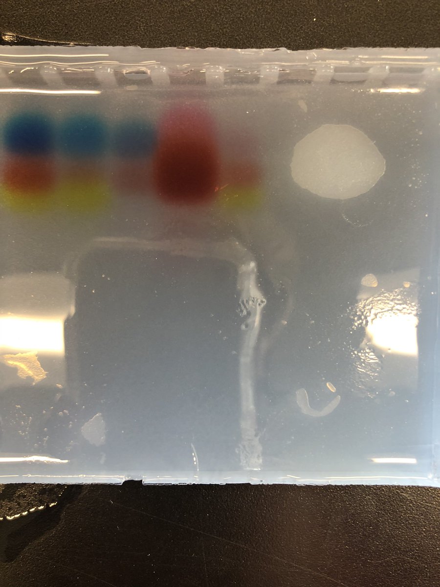 THSBiology's tweet photo. Honors Biology classes are solving a paternity case using gel electrophoresis! Happy Friday! #dna #biorocks #labsarefun https://t.co/TUj0QWyoiC