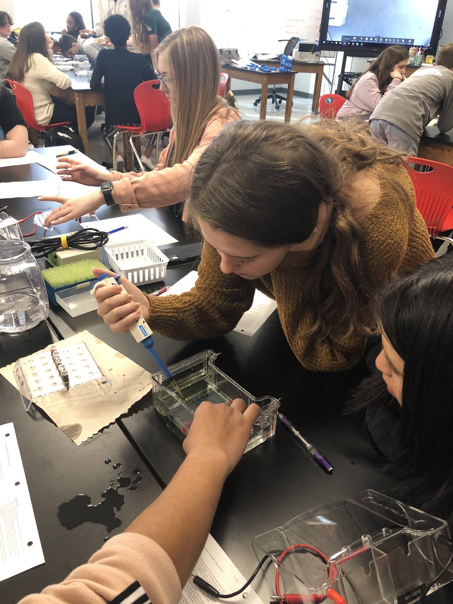 THSBiology's tweet photo. Honors Biology classes are solving a paternity case using gel electrophoresis! Happy Friday! #dna #biorocks #labsarefun https://t.co/TUj0QWyoiC