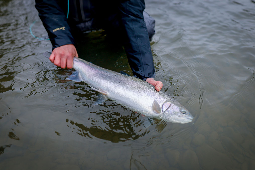 Lost Coast Outfitters Fish List no.217 - mailchi.mp/lostcoastoutfi…
Skagit Heads, Sink Tips, Steelhead, Skwala Stones and more, How to Choose A Steelhead Fly, Winter Trout Options...