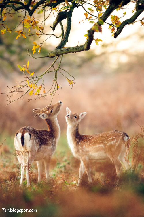 الشعرُ في عينيكِ يُكتب نصفه
والنصف يُكتبُ في جميل هواكِ
والورد منك فأنت أنتِ عبيره
وغرامه المجنون ليس سواكِ
وأنا الغريب إذا تغرب حبنا
عنَّا فقلبي لايرى إلاكِ
إن كنتِ قربي أو تباعد دربنا
بالعينِ أو بالقلب سوف أراكِ
كوني لي السُّكنى فحبك موطني
وأنا وروحي في الهوى سُكناكِ

علاء سالم