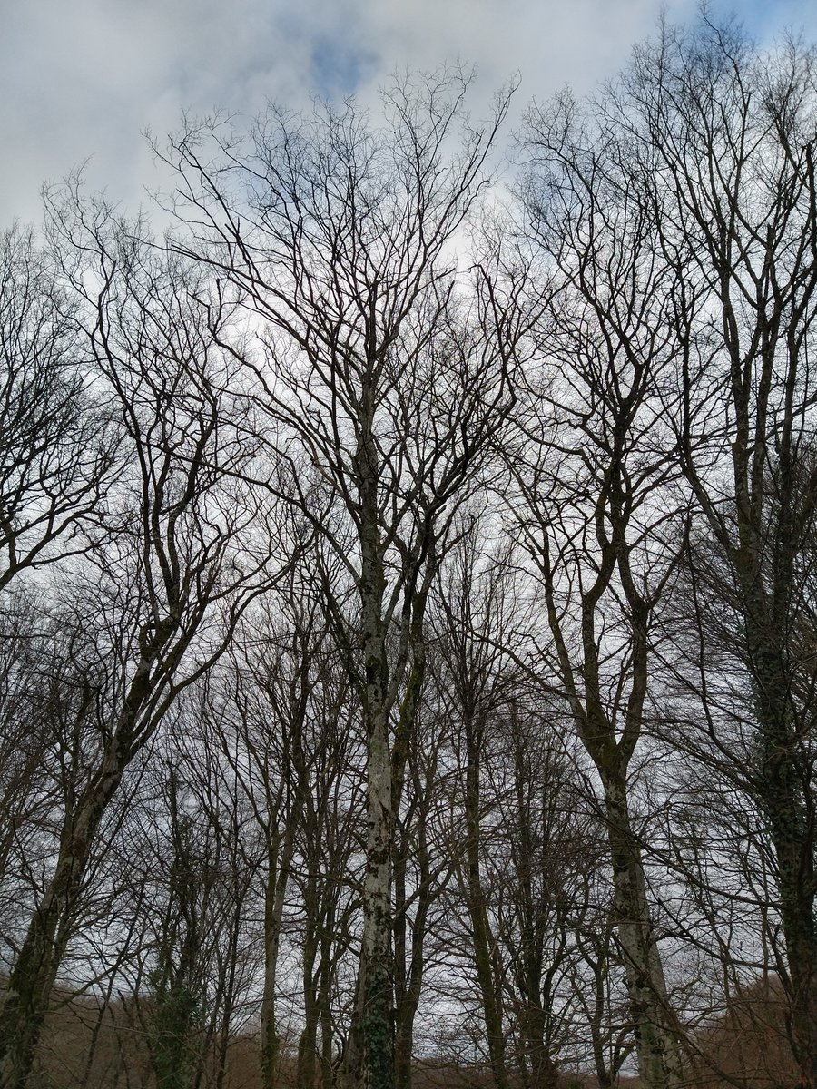 Bare trees against pale blue sky