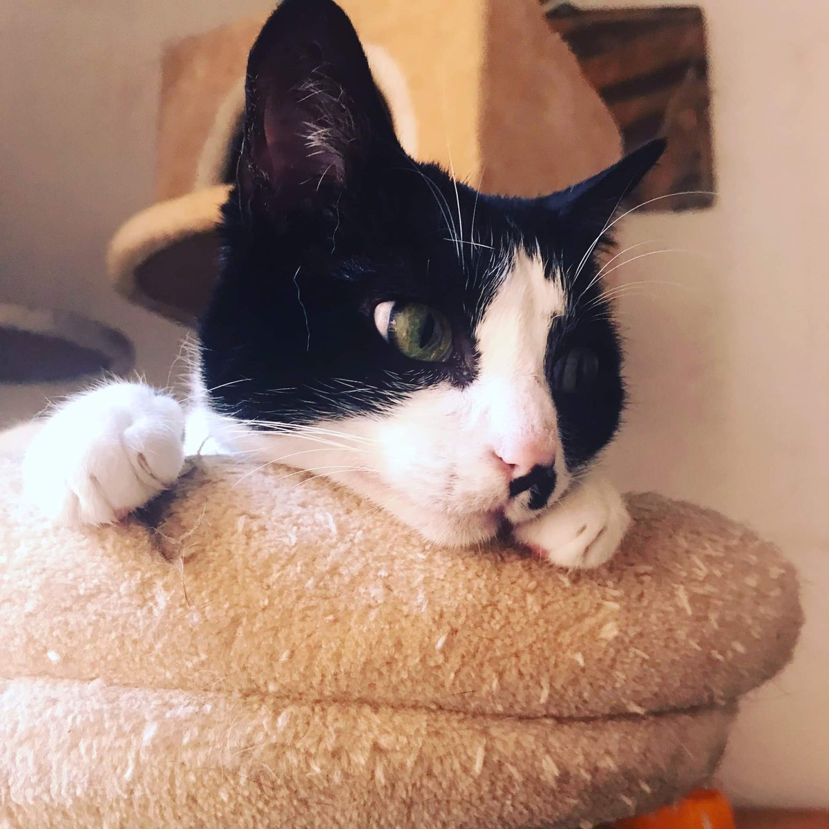 DefensaAnimalZA's tweet photo. 💔GATOS INVISIBLES: PARIS
Es otra de esas gatitas en las que nadie se fija y no sabemos cuál es la razón.
Es una gata pequeñita, alegre y juguetona.
También le gusta mucho pegarse a ti y esconderse en tu regazo ronroneando.
¿Te gustaría adoptarla?
📧 defensanimalzamora@gmail.com https://t.co/7K51WPwxkl