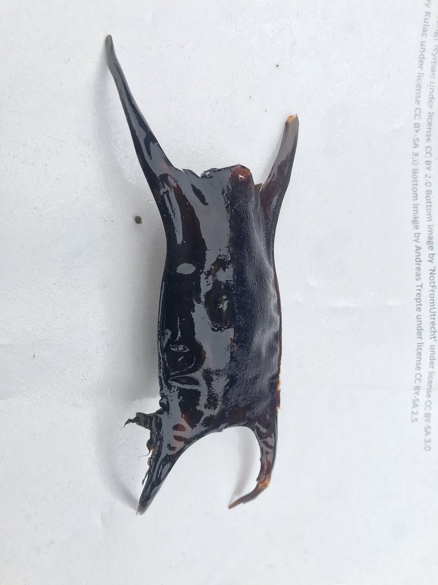 Spotted Ray fish egg case on white background