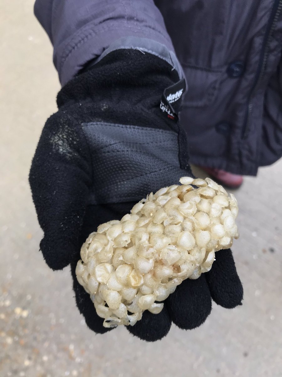 Gloves hand holding out whelk egg case