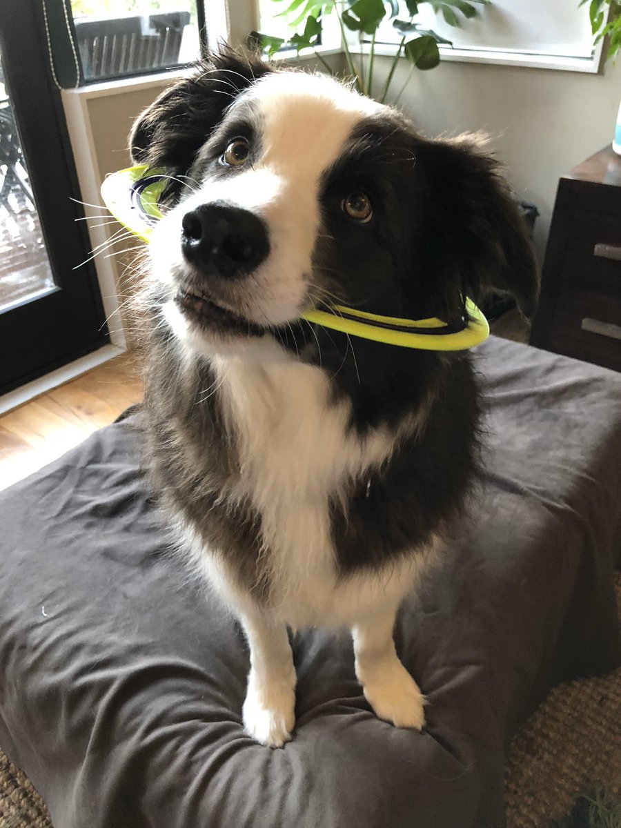 Vurton's tweet photo. Can you see my halo? #saintlike #dogsoftwitter #cutie https://t.co/jfk20ck3Cl
