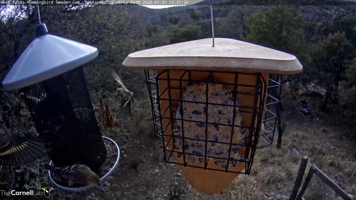 West Texas Hummers Texashummers Twitter