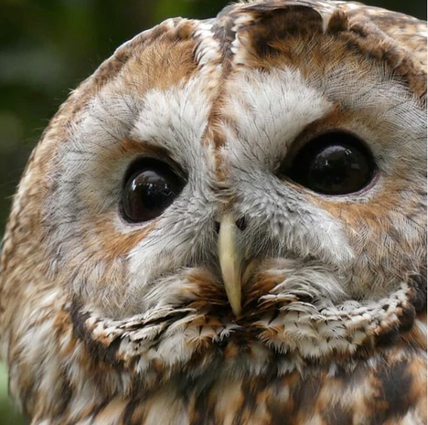 WLC_Wildlife's tweet photo. The Tawny Owl is the most familiar and widespread owl although it is strictly nocturnal and rarely seen during the day. The hooting of a male tawny owl is frequently used in entertainment to capture the essence of night. photo by @elzwarkphoto https://t.co/BeCkLZZDAo