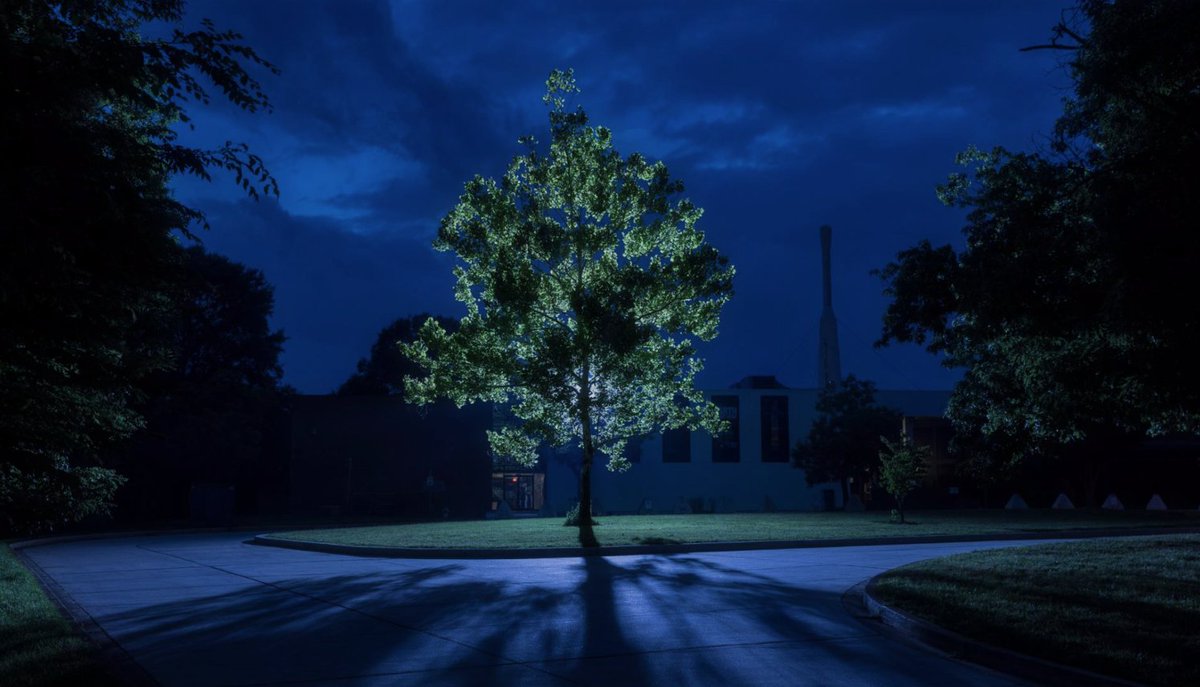Sycamore at Goddard's Visitor Center, grown from a seed carried to the Moon aboard Apollo 14. Photo: Mark Thiessen/NGM