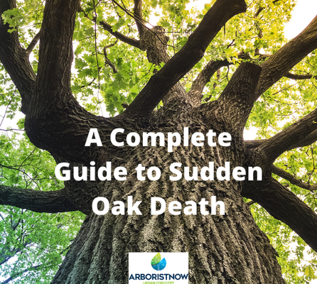 Sudden Oak Death can be extremely problematic in your landscaping. Take a look at our new in-depth guide on the subject!

arboristnow.com/news/a-full-gu…