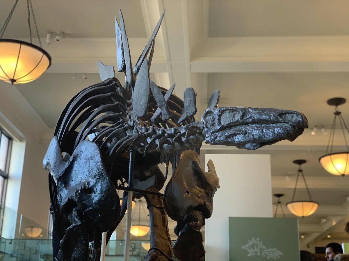 A charcoal-colored Stegosaurus fossil skeleton on display in the Museum. It has plates of armor along the ridge of its back. 